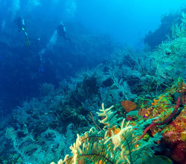Underwater scene with three scuba divers — Stock Photo, Image