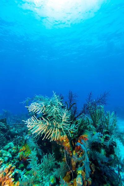 Onderwater scène met kleurrijke koralen en mooie zonlicht — Stockfoto
