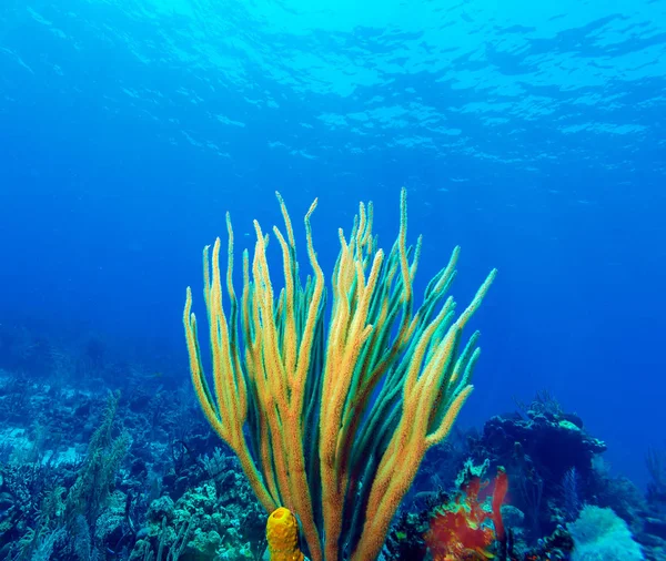 Underwater scen med färgglada koraller och vackra solljus — Stockfoto