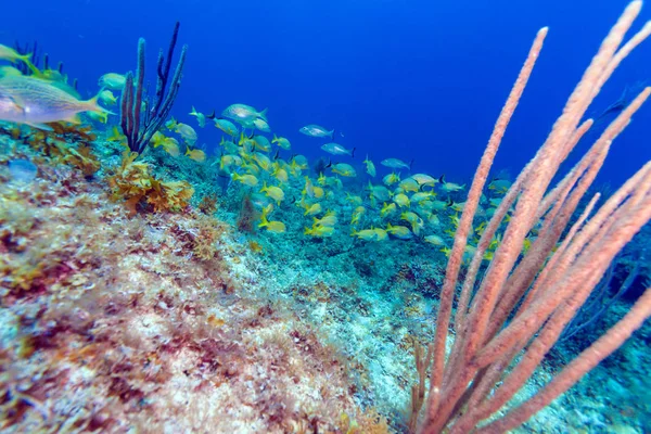 Cena subaquática com um cardume de peixes tropicais amarelos — Fotografia de Stock