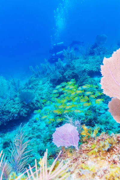 Подводная сцена с жизнью тропического кораллового рифа — стоковое фото
