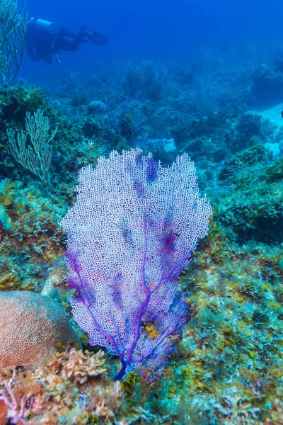 Escena submarina con un gran abanico de corral púrpura y buceador — Foto de Stock