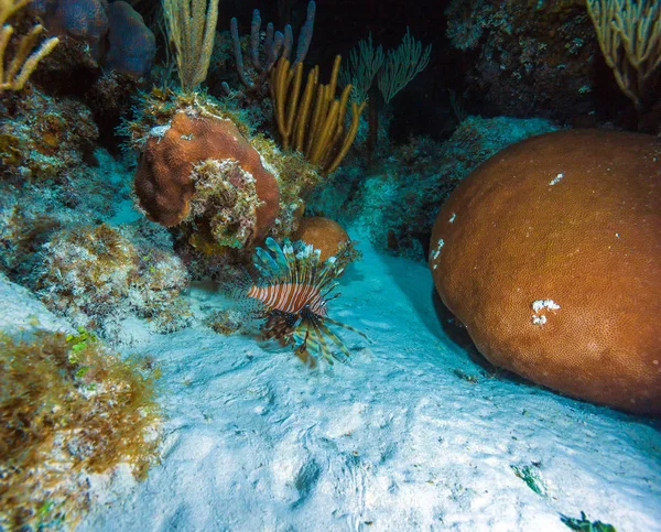 Cena noturna subaquática com peixes tropicais lionfish perto de coral — Fotografia de Stock