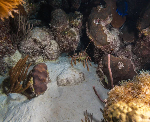 Escena nocturna submarina con escondite en la cueva de la langosta salvaje — Foto de Stock