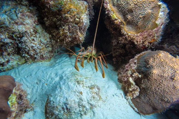 Scène nocturne sous-marine avec se cacher dans la grotte du homard sauvage — Photo