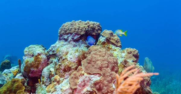 Unterwasserszene mit bunten tropischen Fischen in der Nähe des Riffs — Stockfoto