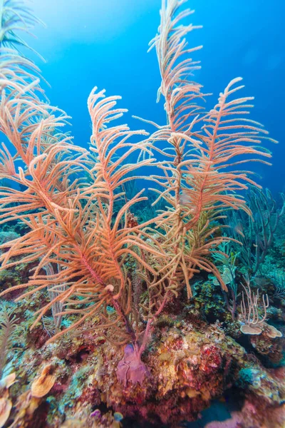 Подводная сцена с розовыми мягкими кораллами — стоковое фото