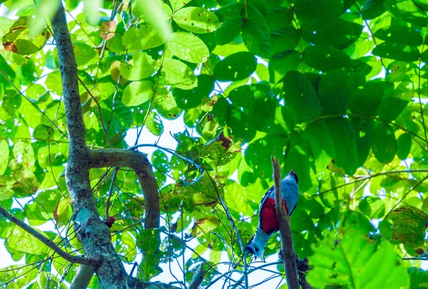 El trogón cubano o ave tocororo (Priotelus temnurus) — Foto de Stock