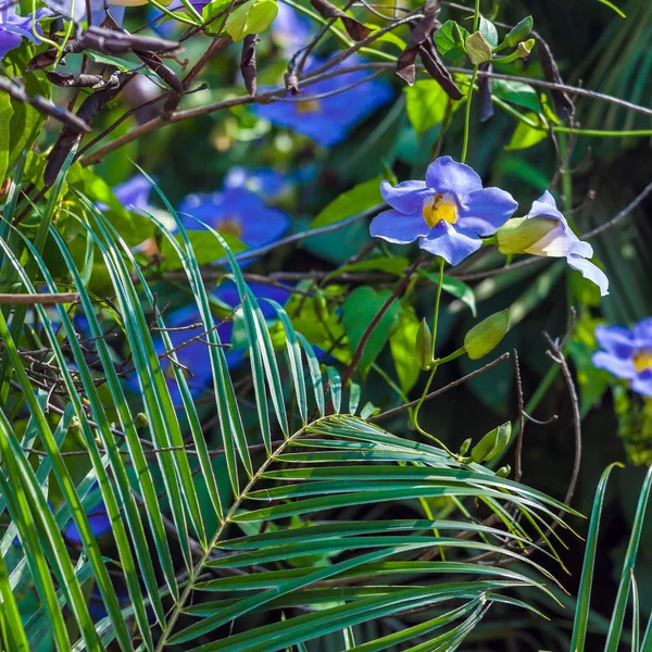 Blue liana in rain forest, Cuba — Stock Photo, Image