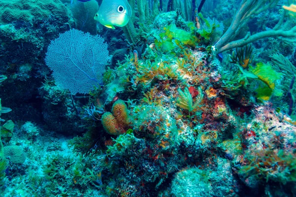 Scéna pod hladinou velké fialové ohrady ventilátor a scuba diver — Stock fotografie