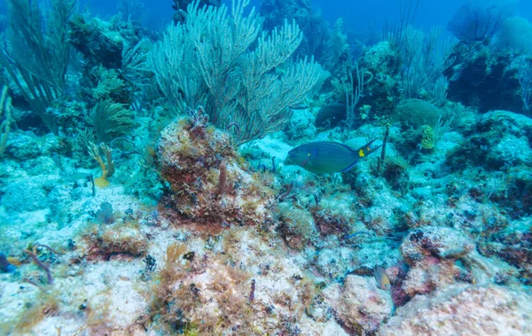 Peces loro cerca de arrecife de coral escena submarina — Foto de Stock