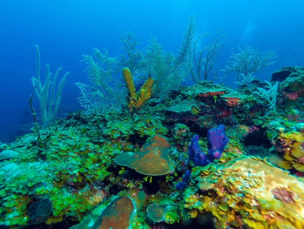 Underwater scen med färgglada tropiska fiskar nära havet revet — Stockfoto