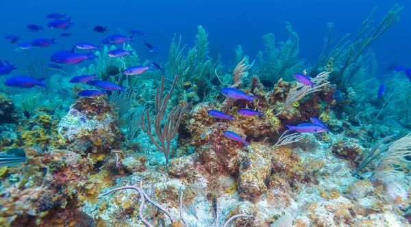 Coral reef in de buurt van Cayo Largo — Stockfoto