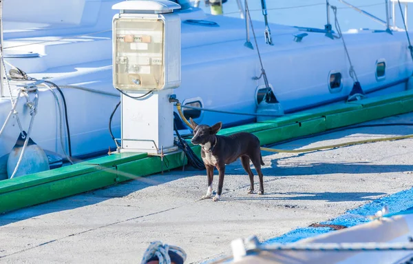 Black and white dog near yachts of marina Cienfuegos — Stock Photo, Image