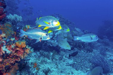 Sualtı manzara ile tatlı balıkçı