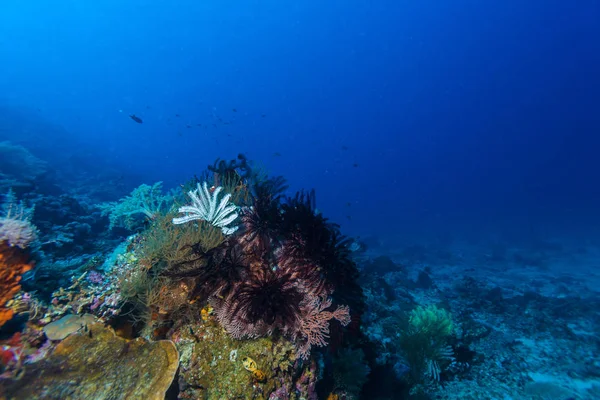 Kleurrijke tropische koraalrif met zee-lelies — Stockfoto