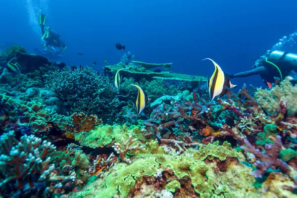 魚や生態系の海の底 — ストック写真