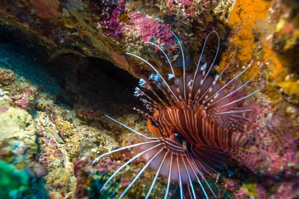 Nahaufnahme von roten Löwenfischen — Stockfoto