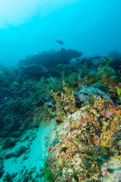 Unterwasserlandschaft mit Hunderten von Fischen — Stockfoto