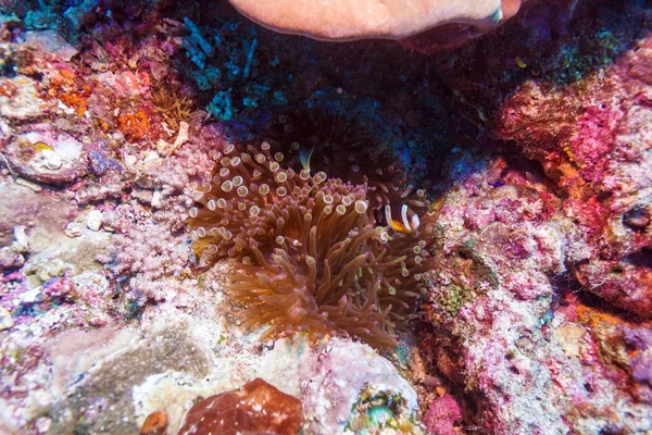 Peces tropicales cerca del colorido arrecife de coral — Foto de Stock