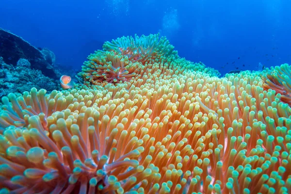 Tropické ryby poblíž barevný korálový útes — Stock fotografie