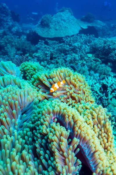 カラフルなサンゴ礁の近くの熱帯魚 — ストック写真