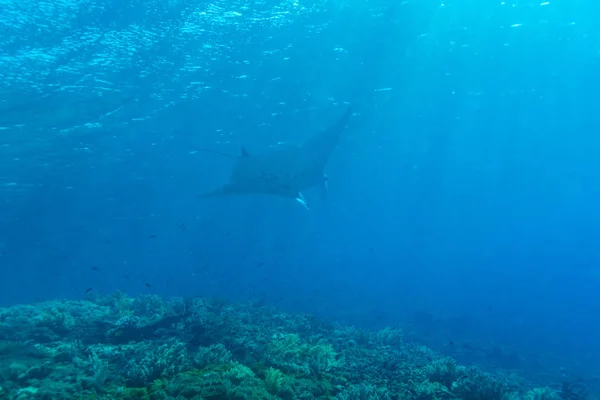 Manta ray med solstrålarna nära vattenytan — Stockfoto