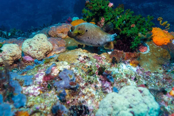 Pesci tropicali vicino alla colorata barriera corallina — Foto Stock