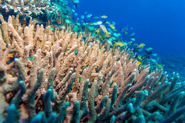 Több száz halak a víz alatti táj — Stock Fotó