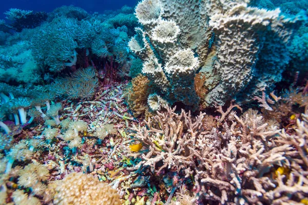 Paesaggio tropicale variopinto della barriera corallina — Foto Stock