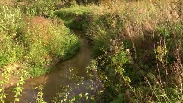 Oevers van klein bos rivieren in de zomer — Stockvideo