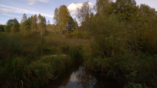 Bancs de petites rivières forestières en été 