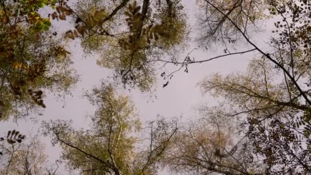 Pohled na oblohu přes pohybující větve bříz — Stock video