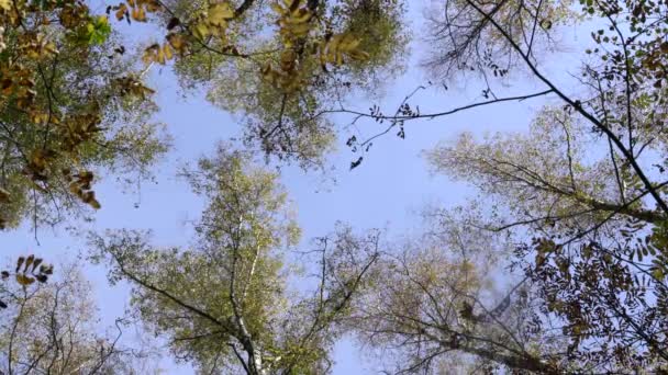 Hareketli olan huş ağaçlarının dalları ile gökyüzünün görünümü — Stok video