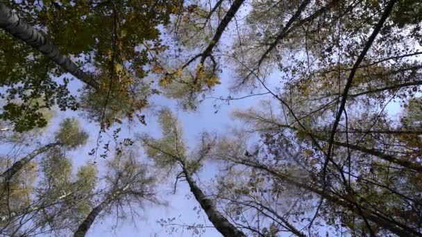 La vista del cielo a través de ramas móviles de abedules — Vídeo de stock