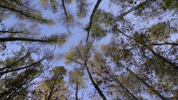 Vy av himlen genom flyttar grenar av björkar — Stockvideo