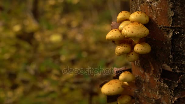 Дерев'яний фон з грибами Фоліота на дереві — стокове відео