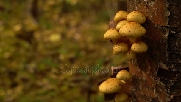 Ξύλο παρασκήνιο με Pholiota aurivella μανιτάρια σε ένα δέντρο — Αρχείο Βίντεο