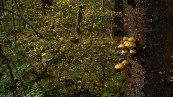 Wood background with Pholiota aurivella mushrooms on a tree — Stock Video