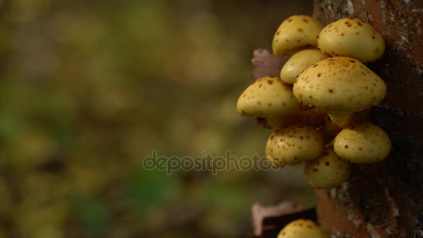 Wood background with Pholiota aurivella mushrooms on a tree — Stock Video