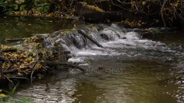Podzimní krajina s tekoucí řeky a listy — Stock video