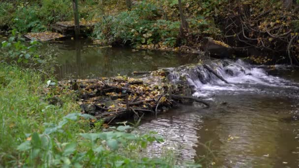 Paisaje otoñal con caudal de río y hojas — Vídeos de Stock