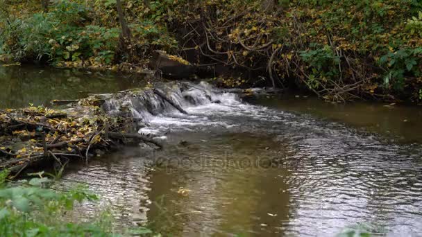 Осенний пейзаж с текущей рекой и листьями — стоковое видео