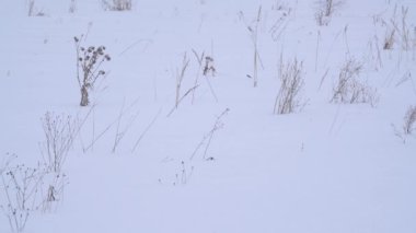 Yoğun kar yağışı ve bir beyaz alan kar fırtınasında kış arka plan