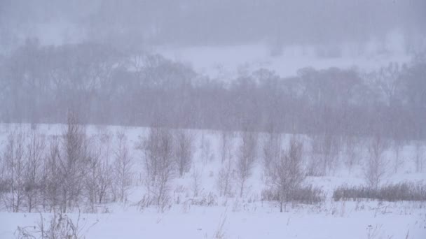 Fond d'hiver avec fortes chutes de neige et tempête de neige dans un champ blanc — Video