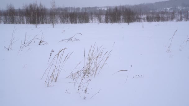 Fond d'hiver avec fortes chutes de neige et tempête de neige dans un champ blanc — Video
