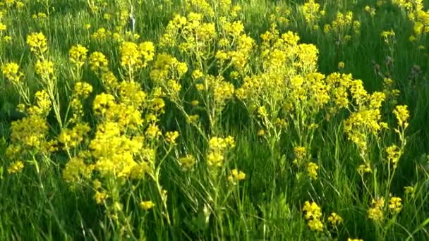 Vajande i vinden gula blommor av bittercress i trädgården — Stockvideo