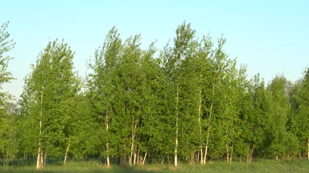 Junge Birken mit frischen grünen Blättern Mai und Feld im Frühling — Stockvideo