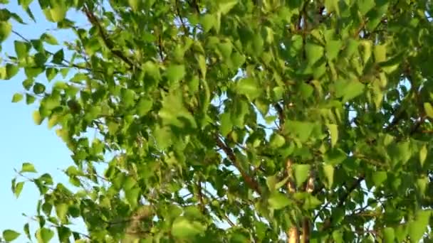 Fondo natural con hojas de abedul frescas moviéndose en el viento — Vídeos de Stock