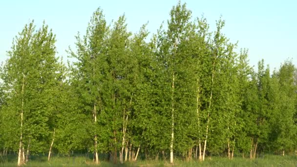 Árboles jóvenes de abedul con hojas verdes frescas mayo y campo en primavera — Vídeo de stock